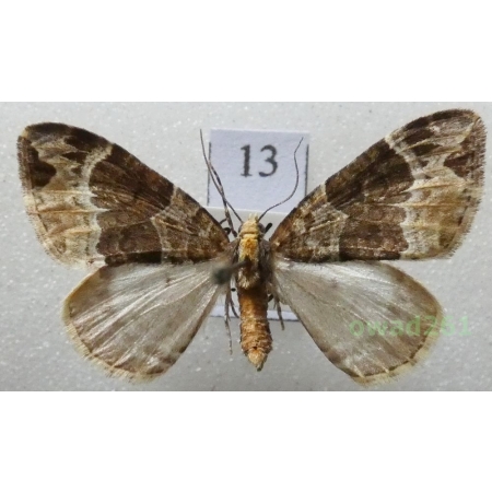 Ecliptopera capitata (Herrich-Schäffer, 1839) Czech13